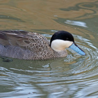 Puna Teal